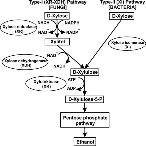pirouetter xyla|Development and Characterization of a Xylose.